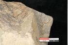 Foto (Detailansicht) von Macrotaeniopteris affinis Ettingshausen (NHMW-GEO-2024-0188-10340a)